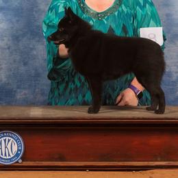 Schipperke All Grown Up from Safari Schipperkes