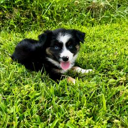 Lily - Black tri female Miniature Australian Shepherd puppy in Mount Carmel, Tennessee from Hill Top Mini Aussies