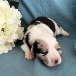 Girl 1 Bluie Merle - Blue female Pembroke Welsh Corgi puppy in Moundville, Alabama from Cartee Corgis - Debi Cartee Mills