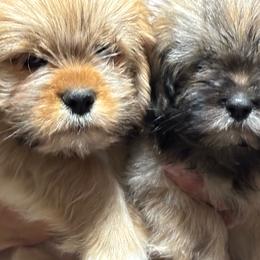 Lhasa Apso puppies from Clark's Lhasas