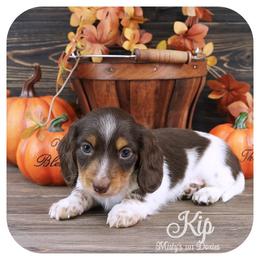 KIP - Reserved - Chocolate and tan male Dachshund puppy in Graceville, Florida from Misty's 101 Doxies