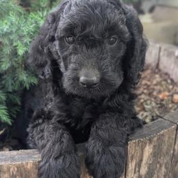 Puppy 3 - Black male Australian Labradoodle puppy in Yamhill, Oregon from FitzGerald Kennels
