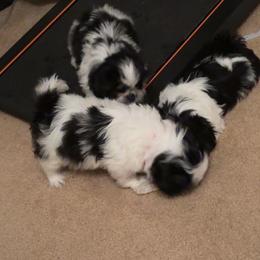 Shih Tzu Puppies from Adams Pawsitive Pawfection