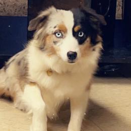 Gypsy - Miniature Australian Shepherd