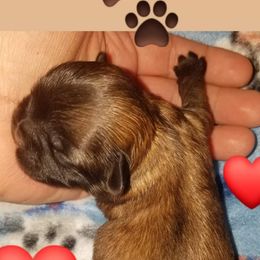 Shih Tzus from WendsabeShihTzu's