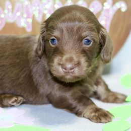 Piper - Chocolate and tan female Dachshund puppy in Bellville, Ohio from JK Mini Doxies