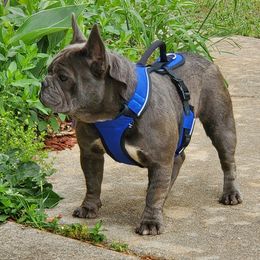 French Bulldogs from World Premier Frenchies