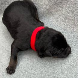 Girl 6 - Black and tan female German Shepherd puppy in Sharon Grove, Kentucky from Julie’s Shepherds