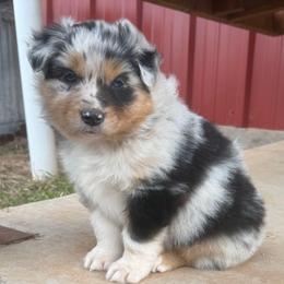 Swatch - Blue merle male Australian Shepherd puppy in Wichita Falls, Texas from Spotted Mule Aussies