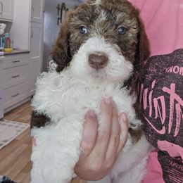 Daisy - Brown and white female Bernedoodle puppy in Mckenzie, Tennessee from Small Town Doodles & Poodles