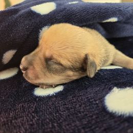 Boy 1 - White male Miniature Schnauzer puppy in Titusville, Florida from Alysha's Grandbabies