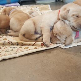 Labrador Retriever Puppies from Almost Like Home Services and Breeding