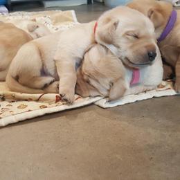 Labrador Retriever Puppies from Almost Like Home Services and Breeding