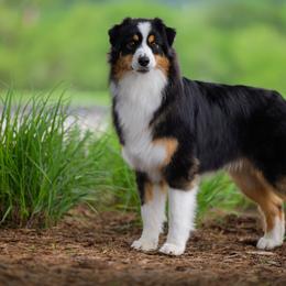 Tempo - Australian Shepherd