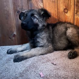 Male #6 - Sable German Shepherd puppy in Salisbury Ctr, New York from Harris German Shepherds