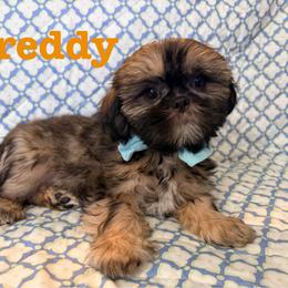 Freddy - Red male Shih Tzu puppy in Hemet, California from Aloha Shih Tzu