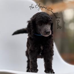 Rhysand - Black male Poodle puppy in Spring Hills, Florida from The Olympus Standard Poodle
