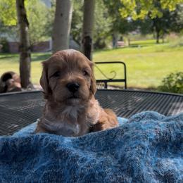 Cavapoo Puppies from Montana Cavapoo