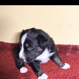 Opal - Black tri-color female Australian Shepherd puppy in Yelm, Washington from Country Rose Australian Shepherds