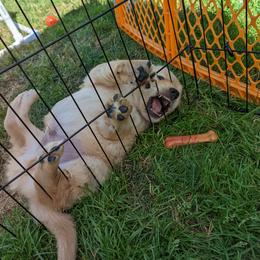 Golden Retriever Puppies from Sola Mae's Goldens