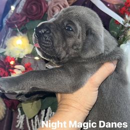 Blue boy - Blue male Great Dane puppy in Georgia from Night Magic Danes