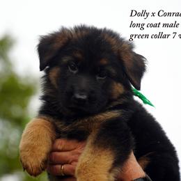Green collar male Dolly and Conrad litter - Black and red male German Shepherd puppy in Chrisney, Indiana from Indiana German Shepherds