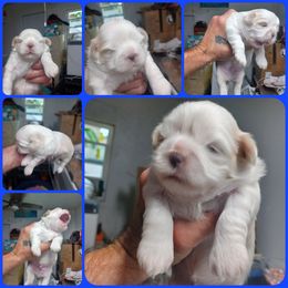 Boy 1 - Cream and white male Shih Tzu puppy in Houston, Texas from Shih Tzu Houston
