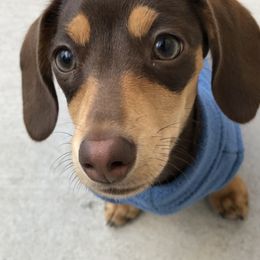 Dachshund Puppies from A&M's Dachshunds