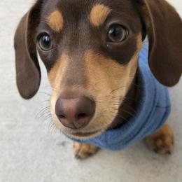 Dachshund Puppies from A&M's Dachshunds