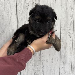 Trixie white - Black and red female German Shepherd puppy in Herrick, South Dakota from Dakota Shepherds Kennels