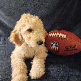 Goldendoodle Puppies from Hampton Blu Doodles