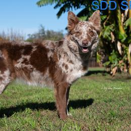 Spicy  - Border Collie