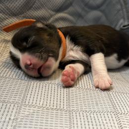Surge - Black tri male Miniature American Shepherd puppy in Tucson, Arizona from Outlaw Minis