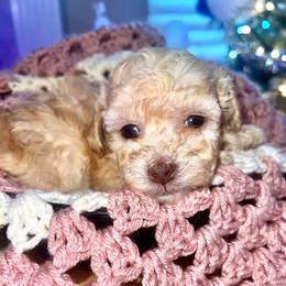 Toffee - Cream female Maltipoo puppy in Hephzibah ( Richmond County ), Georgia from Healing Pawz LLC
