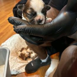 Boy 3 - Gold and white male Shih Tzu puppy in Memphis, Tennessee from Lady Class Kennel
