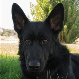 German Shepherds from AngelDay Shepherds