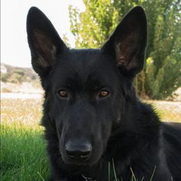 German Shepherds from AngelDay Shepherds