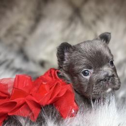 Jewel - Blue female French Bulldog puppy in Ben Lomond, Arkansas from Miesha Carver's Bulldogs