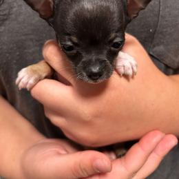 Ace - Black and white male Chihuahua puppy in Wytheville, Virginia from Southwest Virginia Chihuahua