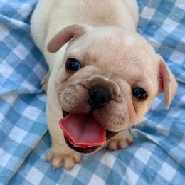 Frank - Cream male French Bulldog puppy in Greenfield, Missouri from Hope Mountain French Bulldogs