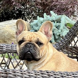 Presleigh - French Bulldog