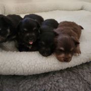 Finnish Lapphund Puppies from Tulikettu Kennel