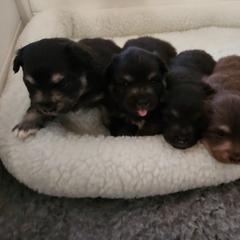 Finnish Lapphund Puppies from Tulikettu Kennel