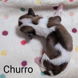 Shih Tzu Puppies from Sweetz Kennelz