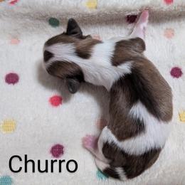 Shih Tzu Puppies from Sweetz Kennelz