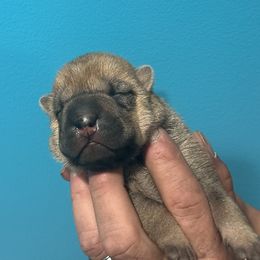 Ham - Red fawn male Chinese Shar-Pei puppy in China, Michigan from Blackwitch Farms
