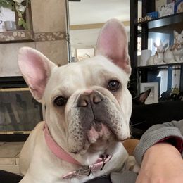 Zoey Moey - French Bulldog