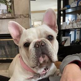 Zoey Moey - French Bulldog