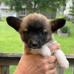 Blue - Sable female Pembroke Welsh Corgi puppy in Nevada, Iowa from Rogers AKC Corgis of Iowa.