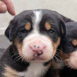 Pink girl - Black, white and red female Greater Swiss Mountain Dog puppy in Woodland, Washington from Woodland Swissie’s